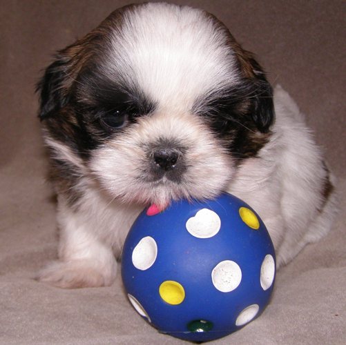 Абра Кадабра Веселый Гремлин